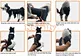 Knee brace for dogs back leg